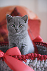 British Shorthair Kitten