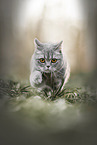 British Shorthair
