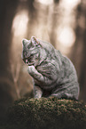 British Shorthair