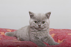 British Shorthair Kitten