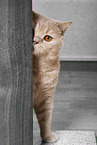 adult British Shorthair