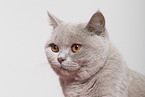 adult British Shorthair