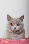 adult British Shorthair