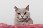 adult British Shorthair