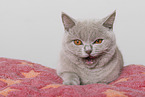 adult British Shorthair