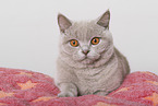 adult British Shorthair
