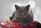 adult British Shorthair