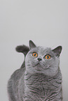 adult British Shorthair