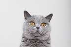 adult British Shorthair