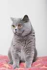 adult British Shorthair