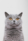 adult British Shorthair