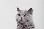 adult British Shorthair