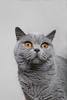adult British Shorthair
