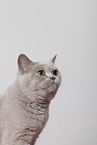 adult British Shorthair