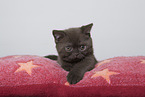 British Shorthair Kitten