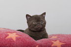 British Shorthair Kitten