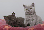 British Shorthair Kitten