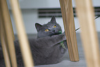 British Shorthair at apartment