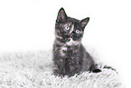 British Shorthair Kitten