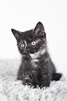 British Shorthair Kitten