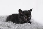 British Shorthair Kitten