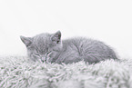 British Shorthair kitten