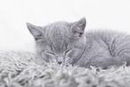 British Shorthair kitten