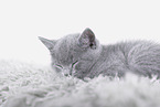 British Shorthair kitten