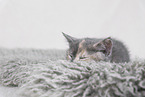 British Shorthair Kitten