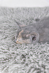 British Shorthair Kitten