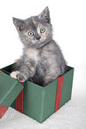 British Shorthair Kitten