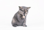 British Shorthair Kitten