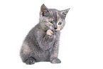 British Shorthair Kitten