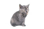 British Shorthair Kitten