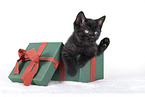 British Shorthair Kitten