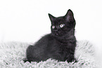 British Shorthair Kitten