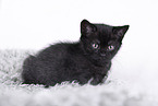 British Shorthair Kitten