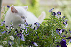 British Shorthair Kitten