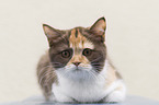 British Shorthair Kitten