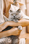 young woman with British Shorthair