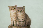 young British Shorthair