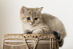 British Shorthair Kitten
