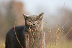 British Shorthair outdoor
