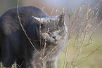 British Shorthair outdoor