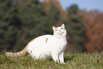 British Shorthair outdoor