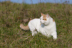 British Shorthair outdoor