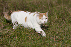 British Shorthair outdoor