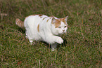 British Shorthair outdoor