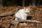 British Shorthair outdoor