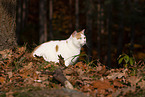 British Shorthair outdoor